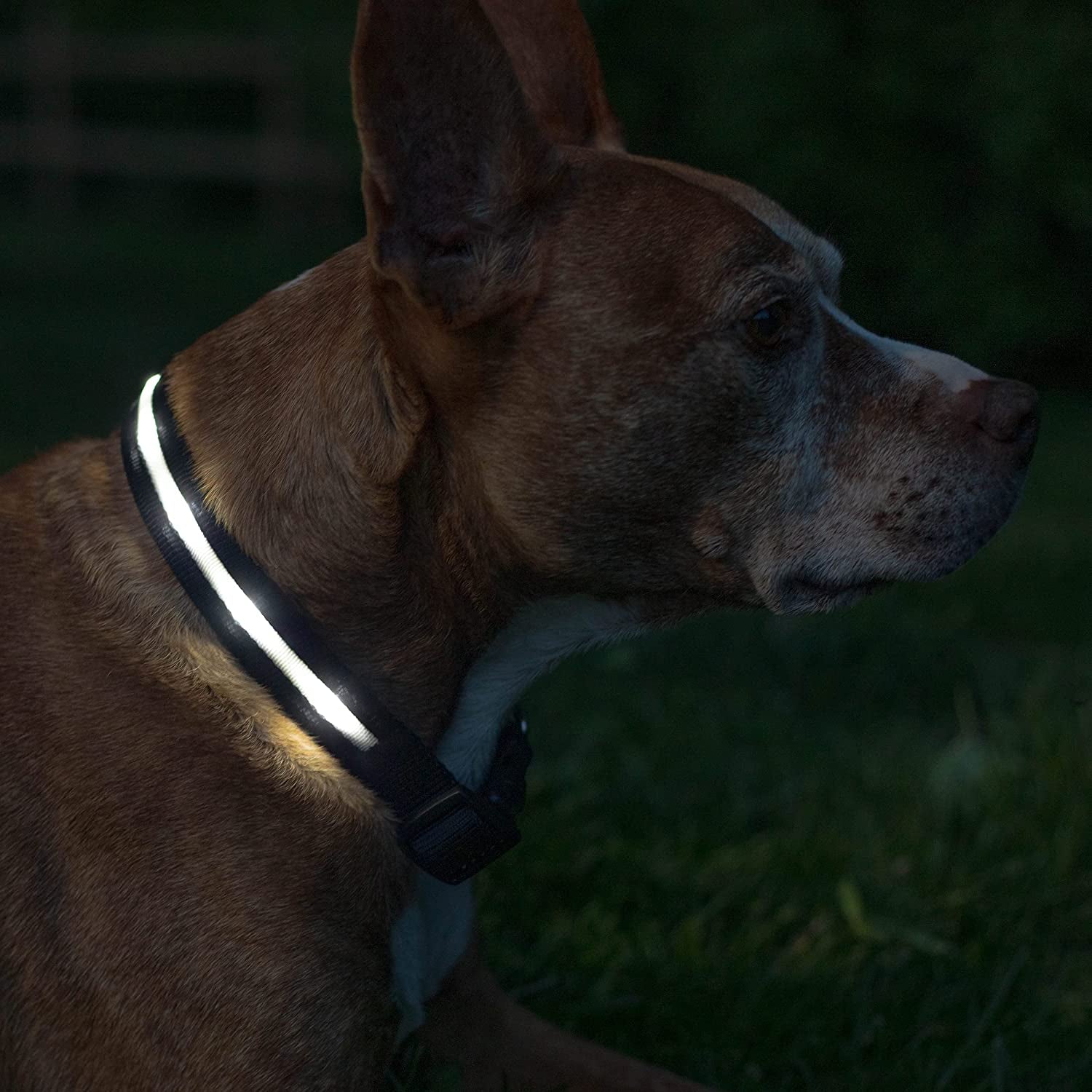 LED Dog Collar - Original USB Rechargeable, Waterproof Design with 1,000 Feet Visibility - Suitable for Small, Medium, and Large Dogs - Made in the USA