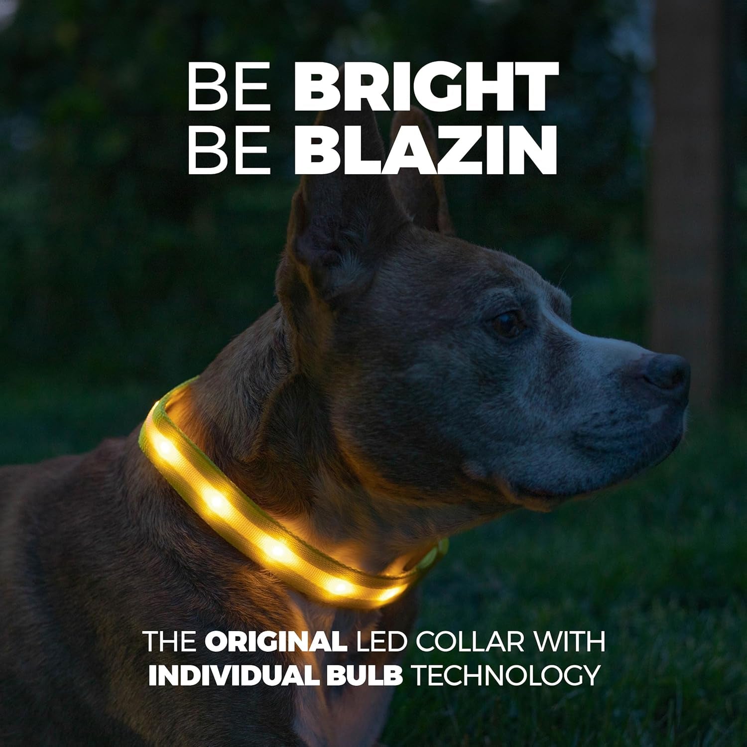 LED Dog Collar - Original USB Rechargeable, Waterproof Design with 1,000 Feet Visibility - Suitable for Small, Medium, and Large Dogs - Made in the USA