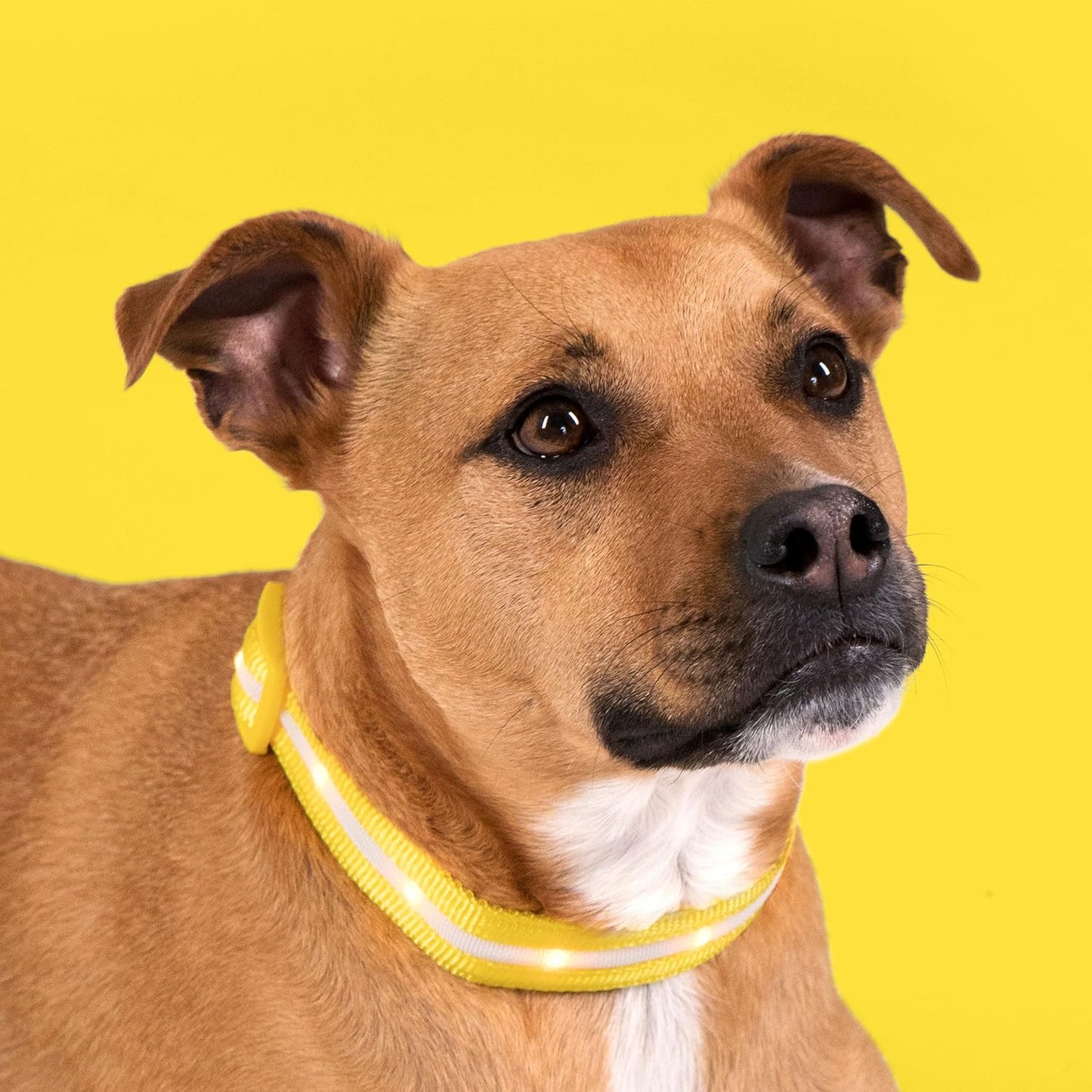 LED Dog Collar - Original USB Rechargeable, Waterproof Design with 1,000 Feet Visibility - Suitable for Small, Medium, and Large Dogs - Made in the USA